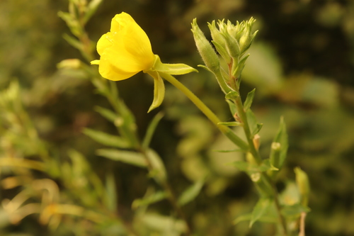 Evening primrose (Oenothera parviflora)