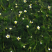 Ranunculus nipponicus - Photo (c) Hamachidori, algunos derechos reservados (CC BY-SA)