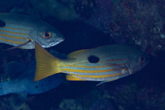 Lutjanus ehrenbergii