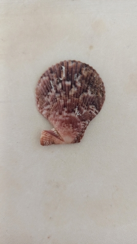 Mimachlamys varia