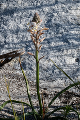 Trachyandra hirsutiflora