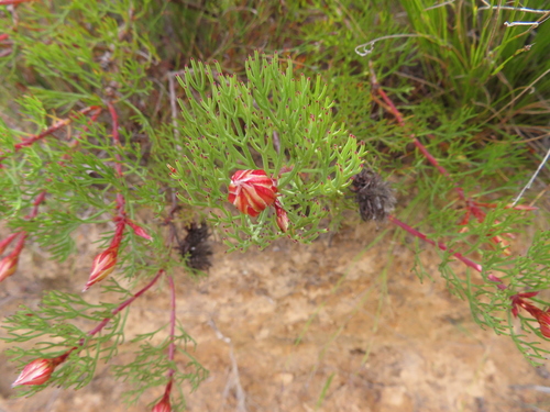 Serruria rosea, photograph 6