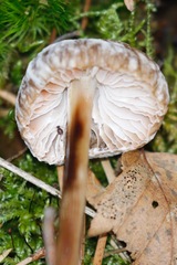 Marasmius torquescens