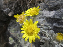 Senecio hohenackeri