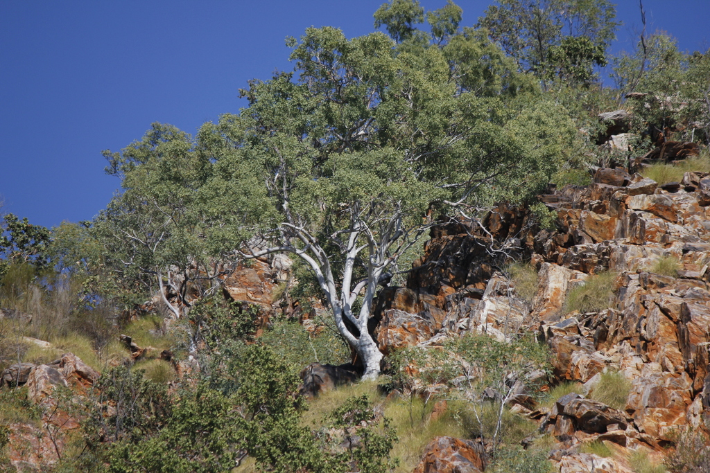 Eucalyptus rupestris