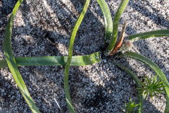 Trachyandra hirsutiflora