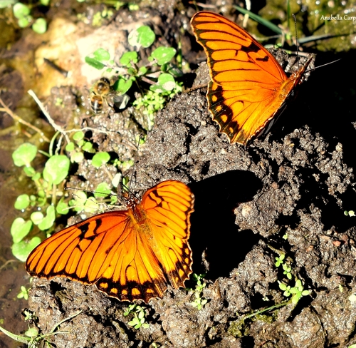 Mexican Silverspot