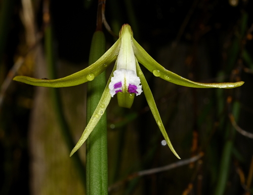 Slender Pencil Orchid