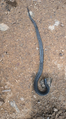 Blakeway’s Mountain Snake