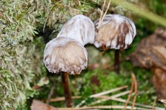 Marasmius torquescens