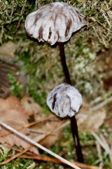Marasmius torquescens