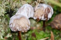 Marasmius torquescens