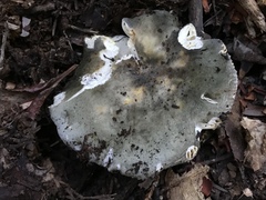 Russula grisea