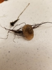 Molgula manhattensis