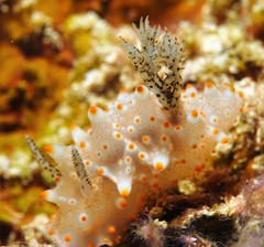 Halgerda batangas