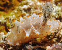 Halgerda batangas