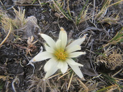 Knowltonia integrifolia