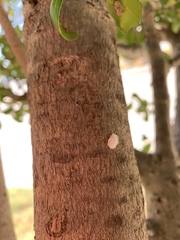 Insecta