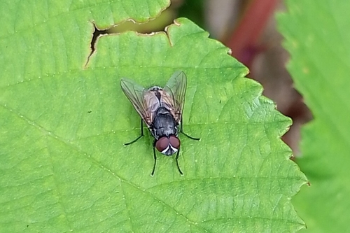 Face fly