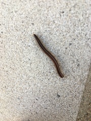 Parajulidae