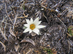 Knowltonia integrifolia