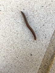 Parajulidae