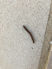 Parajulidae