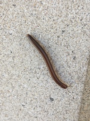 Parajulidae
