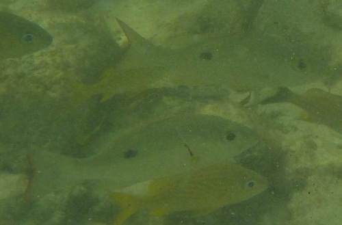 Lutjanus mahogoni
