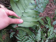 Dryopteris scottii