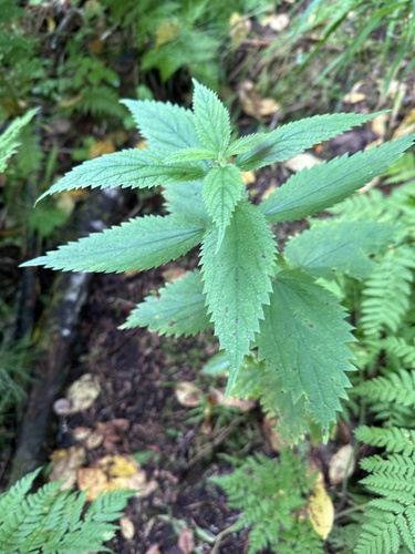 Urtica platyphylla (Urtica platyphylla)