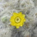Austrocylindropuntia floccosa - Photo 由 Wilder R. Quispe Rojas 所上傳的 (c) Wilder R. Quispe Rojas，保留部份權利CC BY-NC