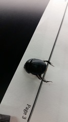 Geotrupidae