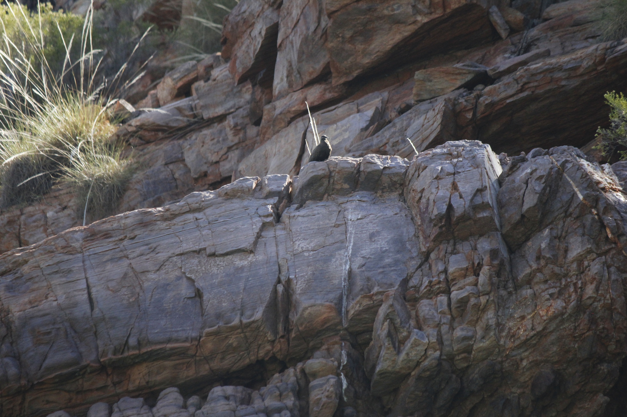 White-quilled Rock Pigeon (Petrophassa albipennis), photo 5