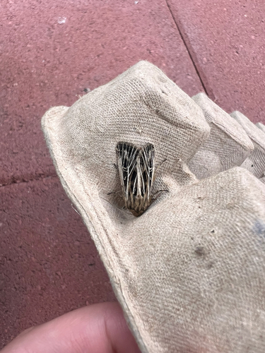 Snowy-veined Apamea Moth photo 5