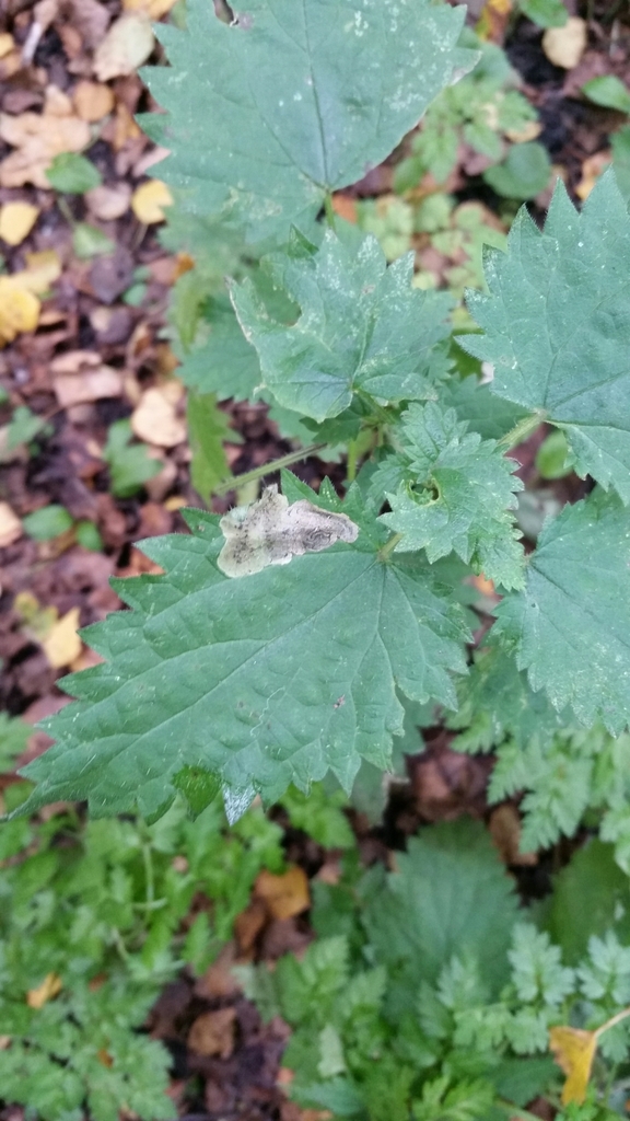 Agromyza anthracina