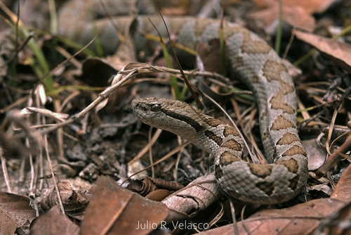 Photo of a Godman's Montane Pit Viper (Cerrophidion godmani)