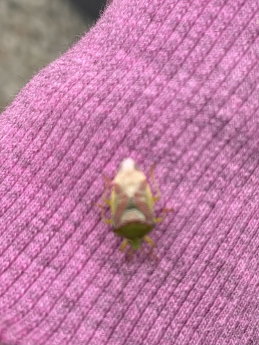 Juniper Shield Bug, Menneweg, Sassenheim, Zuid-Holland, NL, photo 10 of 10