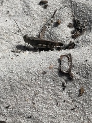 Spharagemon marmorata