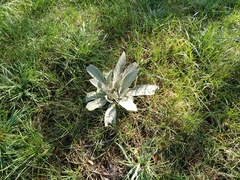 Verbascum songaricum