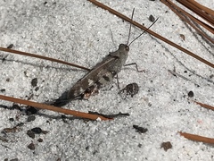 Spharagemon marmorata