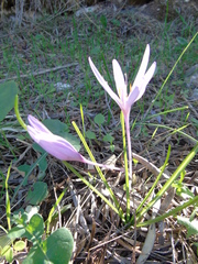 Colchicum cupanii