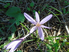 Colchicum cupanii