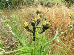 Aphidina