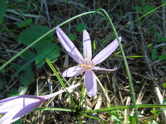 Colchicum cupanii