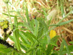Aphidina