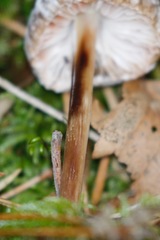 Marasmius torquescens