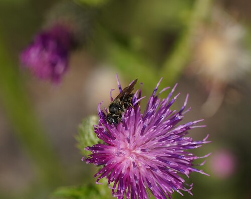 Spined Mason Bee