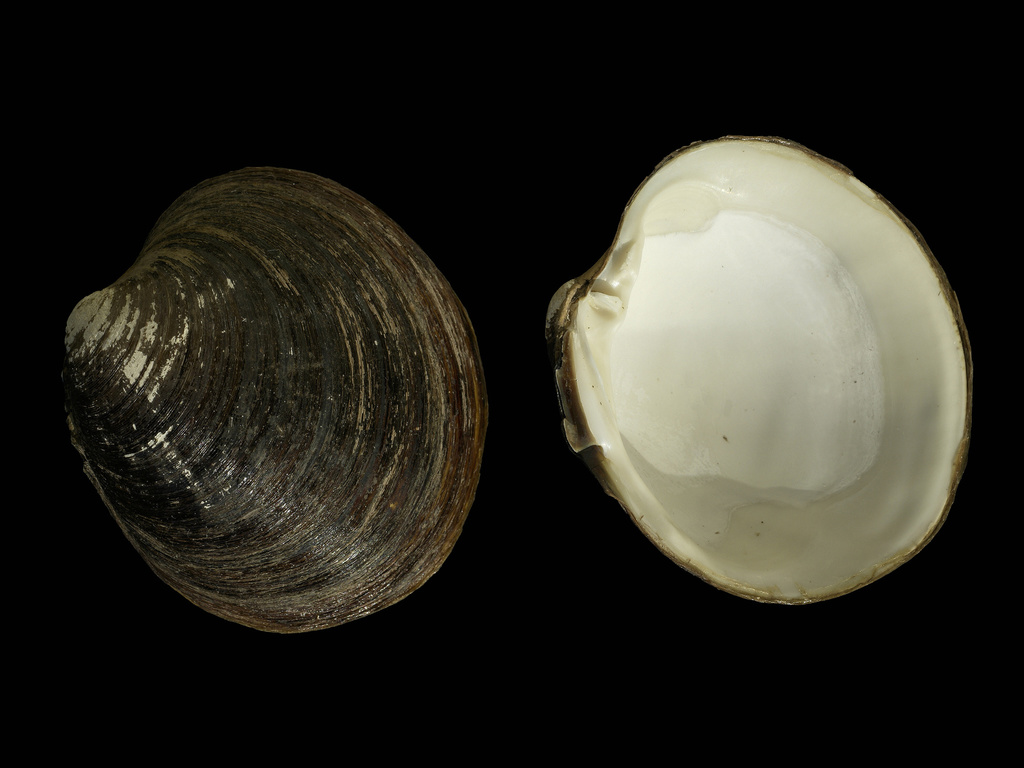 Arcticoidea