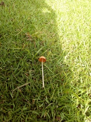 Conocybe